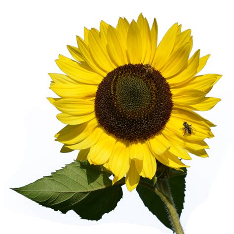 Check spelling or type a new query. Sunflower PNG images free download