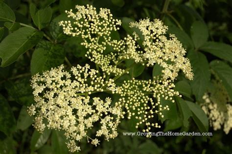 Transplanting raspberries from suckers is an easy way to expand your raspberry patch. Elderberry Bush Transplanting and Propagating - Growing ...