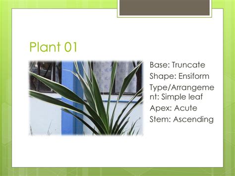 Plant Classification Project Group 1 Ppt Download