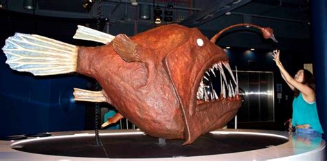 The Actual Size Of A Angler Fish Rabsoluteunits
