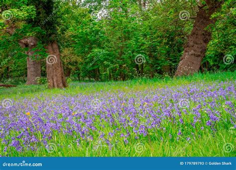 Bluebells Field Blue Spring Flowers Stock Image Image Of Spring
