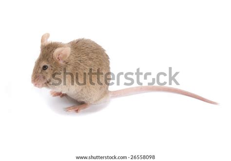 Little Brown Mouse Isolated On White Stock Photo 26558098 Shutterstock