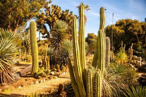 Horizontal Scenic View Of Arizona Cactus Garden In Stanford University