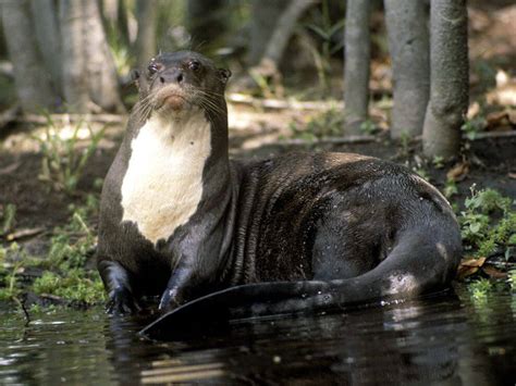 Amazon Rainforest Animals Youve Likely Never Heard Of