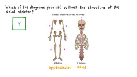 Question Video Identifying The Axial Skeleton From Diagrams Of The Human Skeleton Nagwa
