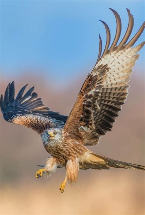 √ 11 Types Of Eagles In The World With Awesome Pictures