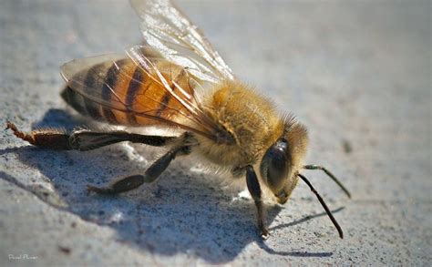 What Exactly Are Africanized Bees And How Scary Are They Modern Farmer