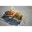 What Exactly Are Africanized Bees And How Scary They  Modern Farmer