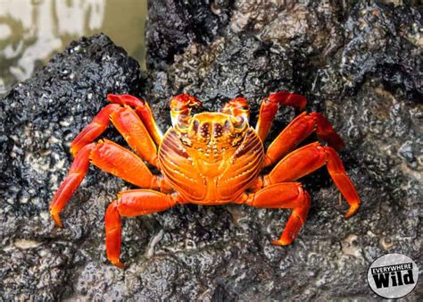 It looks like you're using artstation from great britain. 7 Facts About the Awesome Galapagos Sally Lightfoot Crab ...