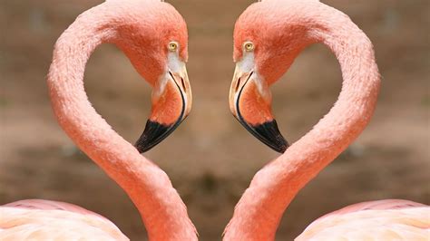 Pin De Ine Braat Em Flamingos Flamingos Cor De Rosa Aves Belas