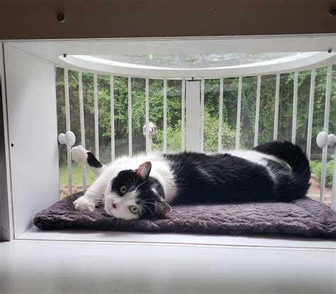 Cat Solarium Weather Package The Ultimate Cat Window Box Etsy