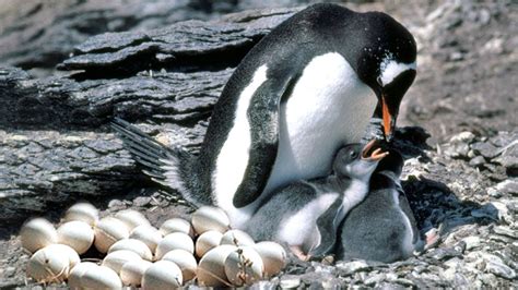 What Mother Penguin Laying Egg And Feeding Her Baby So Sweet Youtube