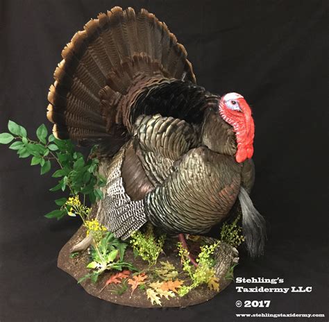 Full Strut Turkey Mounts Stehlings Taxidermy