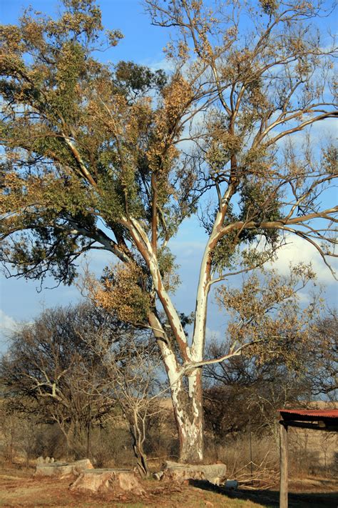 Eucalyptus Tree Free Stock Photo Public Domain Pictures