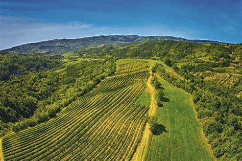 Explore Croatian Wineries
