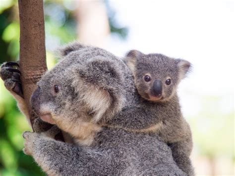 Mother And Baby Koala Curummbin Wildlife Sanctuary Qld Cute Koala Bear