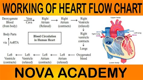 Working Of Heart Flowchart Human Heart Circulation Of Blood Through