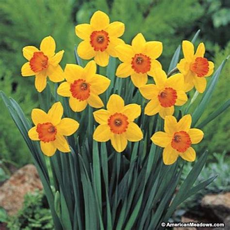 The Meaning And Symbolism Of The Word Daffodil