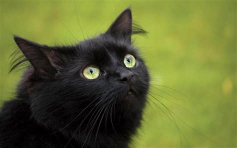 Black Cat Pictures Hd Desktop Wallpapers 4k Hd