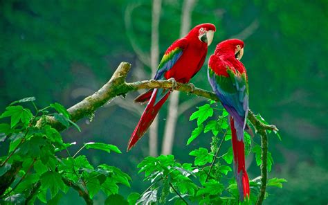 Parrots Paradise Hd Birds 4k Wallpapers Images Backgrounds Photos