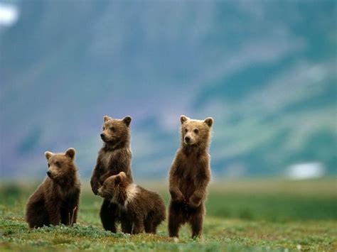 10 Hibernation Facts Brown Bears Gts