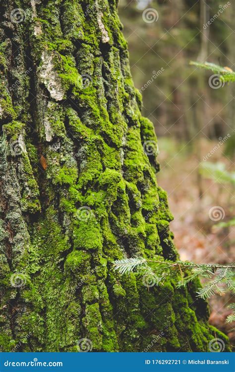Green Moss On A Tree Stock Image Image Of Brown Detail 176292721