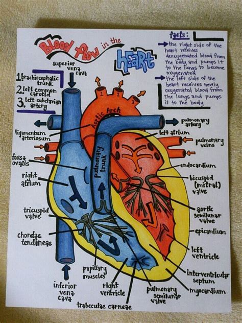 Hand Drawn Human Anatomy Study Diagrams 3500 Via Etsy Nursing