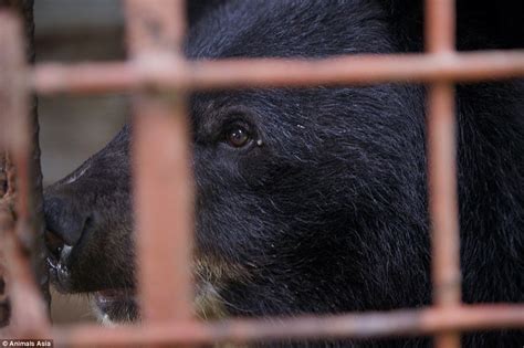 Five Moon Bears Freed After More Than Twenty Years Trapped In Cages At