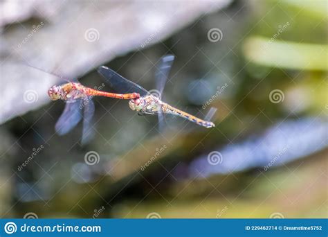 Dragonfly Couple Flying In Mating Season And Pairing Season For Egg