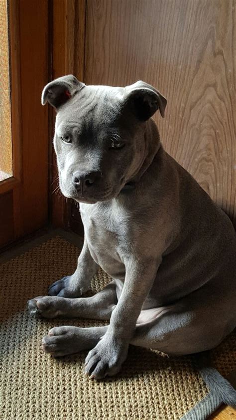 We get quite a few of those mixes from the new york city shelter system. Odin, our English Blue Staffordshire Bull Terrier about 5 months old. | Staffy dog, Pitbull ...