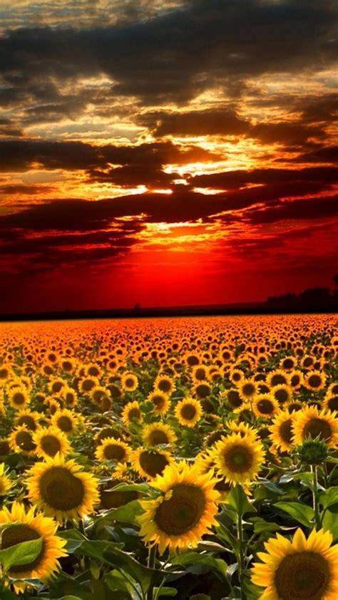 Sunflower Field Wallpapers Wallpaper Cave