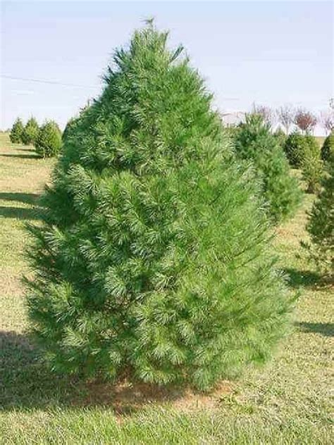 Pin Blanc Pinus Strobus Caissette 8