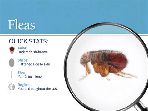 Fleas Pest Profile How To Control Eliminate Fleas