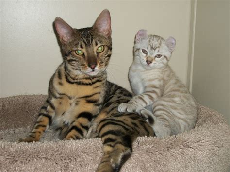 Please don't waste your money on the scammers out there pretending to breed jag cats. Pictures of Kittens at Sher Bobs : SherBobsExoticCats.com