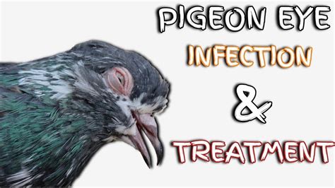 How To Treat Bird Eye Infection Pigeon Eye Infection Band Ankh Ka