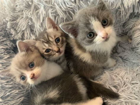 British Shorthair Quality Bsh Kittens Cats For Sale Price