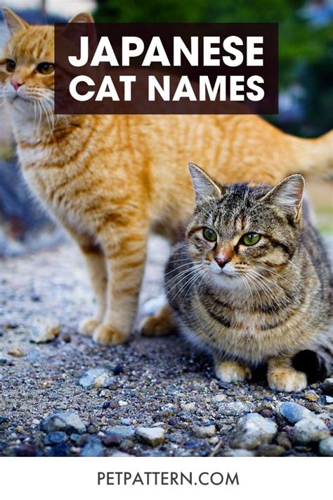 Japanese Cat Names Japanese Cat Cat Names Cats