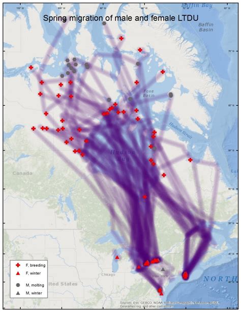 Long Tailed Duck Migration Maps Sea Duck Joint Venture