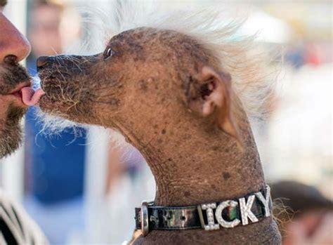 Photos Inside The Worlds Ugliest Dog Contest Abc13 Houston