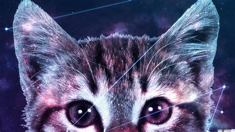 Galaxy Cat Wallpapers 4k Hd Galaxy Cat Backgrounds On Wallpaperbat