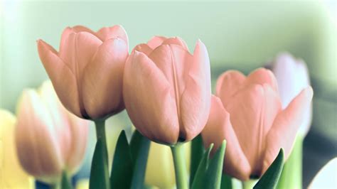 Pastel Tulips Photograph By Ken Bittancourt Fine Art America