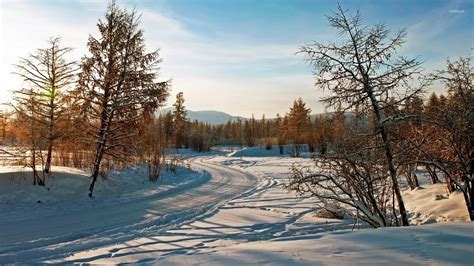 Rusty Trees Alongside The Snowy Path Wallpaper Nature Wallpapers 52554