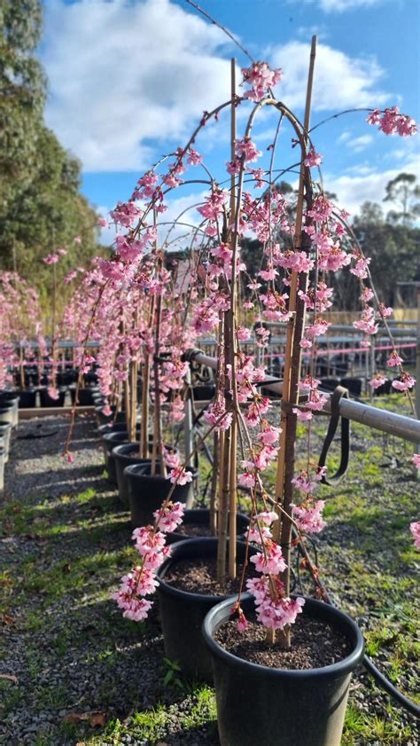 Weeping Cherry Prunus Pink Cascade 18m Potted 400mm Avalon Nursery