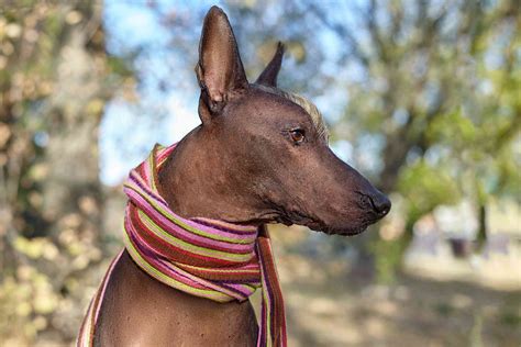 Xoloitzcuintli Mexican Hairless Dog—full Profile History And Care