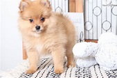 Griffin: Pomeranian puppy for sale near Ft Myers / SW ...