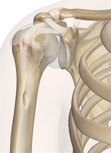 They enable movement and are classified by either their structure or function. shoulder_joint - Dr William Sima
