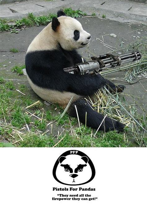 Funny Pictures Funny Animals With Guns Funny Pics Of Animals With Guns