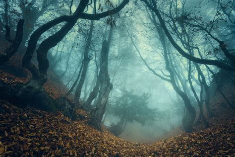 Download Forest Fall Nature Fog 4k Ultra Hd Wallpaper