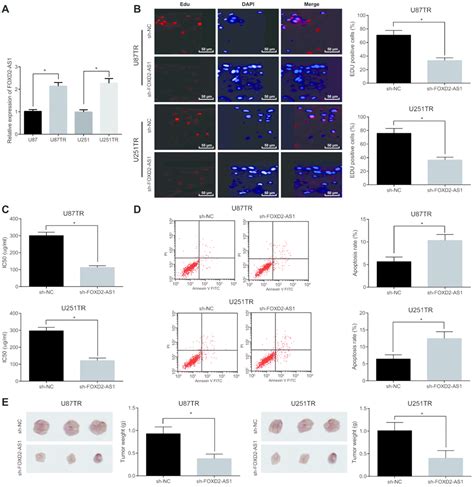 silencing lncrna foxd2 as1 inhibits proliferation migration invasion and drug resistance of