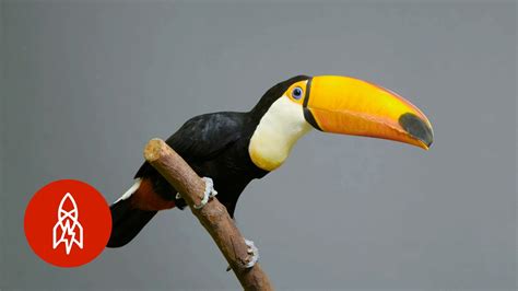 The Largest Of The Toucans Has An Epic Bill Youtube